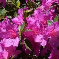 Azalea Purple Formosa | Extra Large 3 Gallon Plant | Vibrant & Lush, Large Purple Blooms, Hardy & Adaptable Shrub for Landscapes, Gardens, or Containers, Low|Maintenance