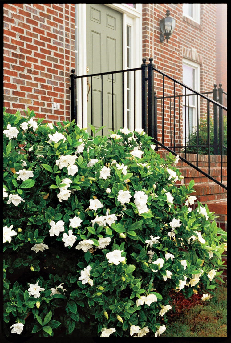 Gardenia August Beauty | Live Plants | Gardenia Jasminoides | Beautiful Fragrant White Blooming Shrub