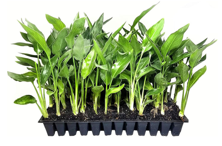 Orange Bird of Paradise | Strelitzia Reginae | Live Plants | Tropical Perennial Blooming Specimen