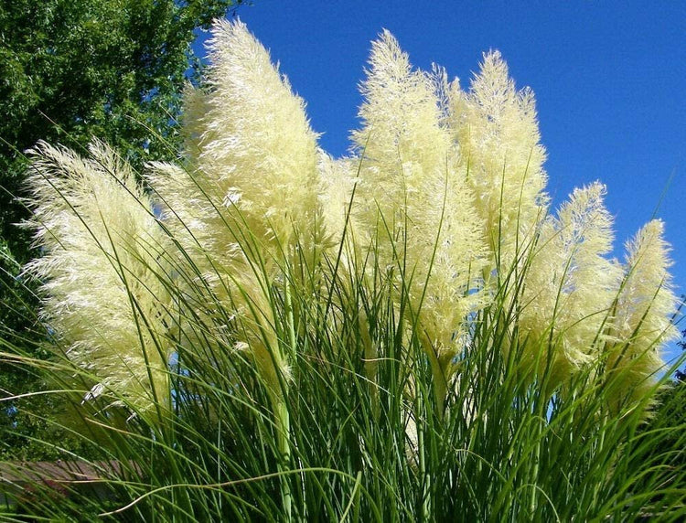 Pampas Grass | Large Gallon Size Plant | Cortaderia Selloana | Live Flowering Ornamental Foliage