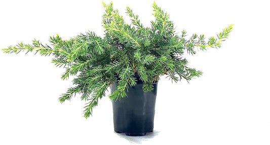 Juniper Blue Pacific | Live 4 Inch Pot | Juniperus conferta 'Blue Pacific' | Evergreen Ground Cover Plants | Drought|Tolerant Landscaping Shrub