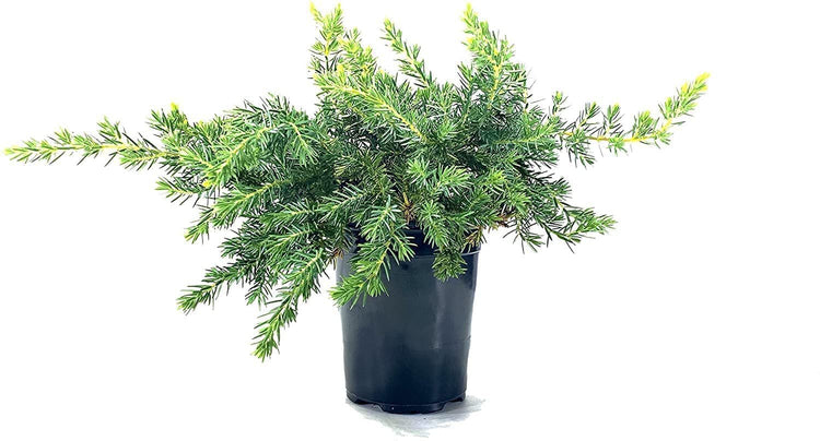 Juniper Blue Pacific | Live 4 Inch Pot | Juniperus conferta 'Blue Pacific' | Evergreen Ground Cover Plants | Drought|Tolerant Landscaping Shrub
