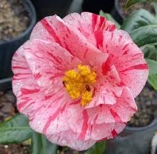 Camellia Japonica Rebel Yell I Extra Large 3 Gallon Plant I White and Pink Stripe Flowering Lush Pink Blooms, Live Plant for Gardens & Patios