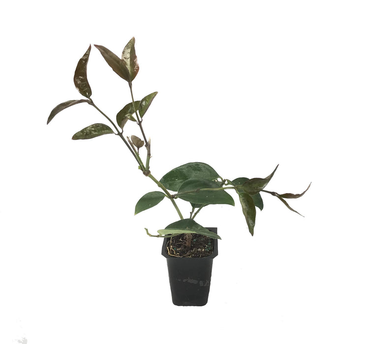 Star Jasmine | Live Plants | Jasminum Nitidum | Fragrant Blooming Evergreen Vine