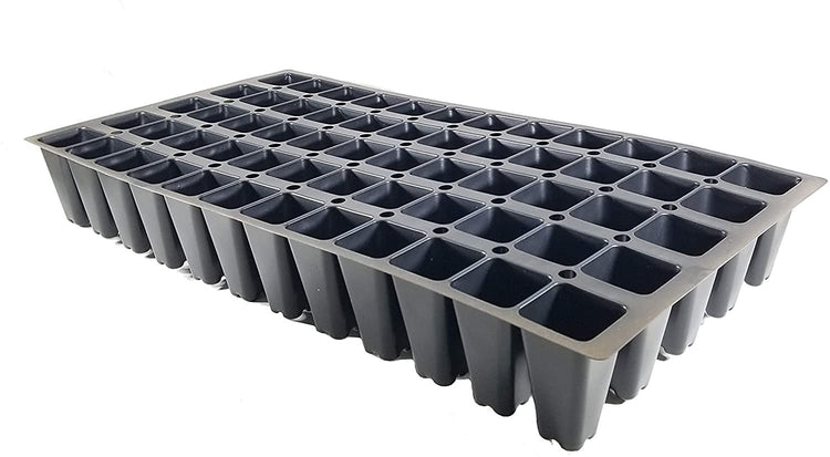 Dwarf Burford Holly | Live Plants | Ilex Burfordi Evergreen Hedge Red Berries Tree Shrub