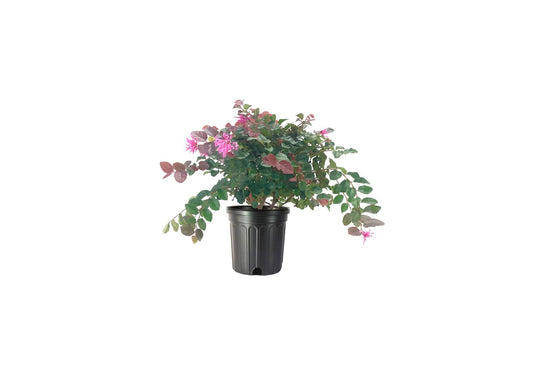 Loropetalum Ruby | Large Gallon Size Plants | Chinese Fringe Flower | Evergreen Flowering Shrub