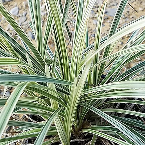 Aztec Grass | Live Quart Size Plants | Variegated Liriope | Ophiopogon Intermedius Argenteomarginatus