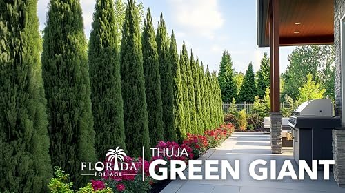 Thuja Green Giant | 1 Live Quart Size Plant | Thuja standishii x plicata | Fast Growing Privacy Plants | Evergreen Screening Tree
