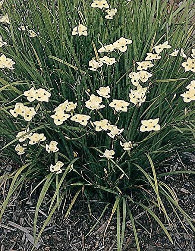 African Iris Yellow | Live Plants | Dietes Vegeta | Drought Tolerant Groundcover Grass