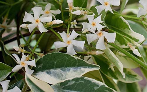 Confederate Jasmine Variegated | Live Plants | Trachelospermum Jasminoides Variegatum | Fragrant Blooming Evergreen Vine
