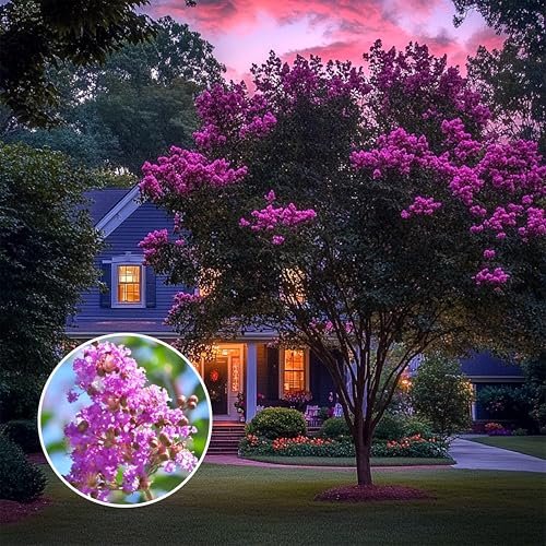 Crape Myrtle Twilight | Extra Large 3 Gallon Plant | Lagerstroemia Indica 'Twilight' | Vibrant Blooms | Drought Tolerant