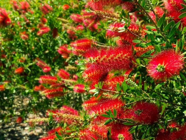 Bottlebrush Red Cluster | Live Quart Size Plants | Callistemon citrinus | Perfect for Gardens & Landscaping | Easy to Grow & Low Maintenance Vibrant Shrub