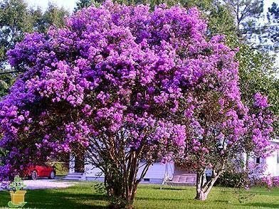 Catawba Crape Myrtle Rich Purple Blooms | Live Plants | Drought & Heat Tolerant, Ideal for Year|Round Garden Beauty