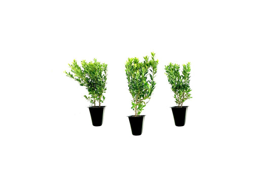 Hoogendoorn Holly Shrub I Live Plants I Ilex Crenata | Lustrous Evergreen for Hedging, Privacy Screens, and Decorative Accents