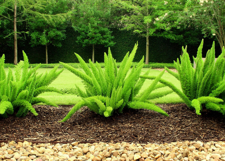 Foxtail Fern | Extra Large 3 Gallon Plant | Asparagus densiflorus 'Meyersii' | Lush Texture | Architectural Greenery