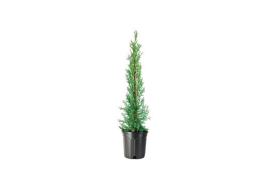 Italian Cypress Tree | Large Gallon Size Trees | Cupressus Sempervirens | Formal Elegant Mediterranean Style Plants