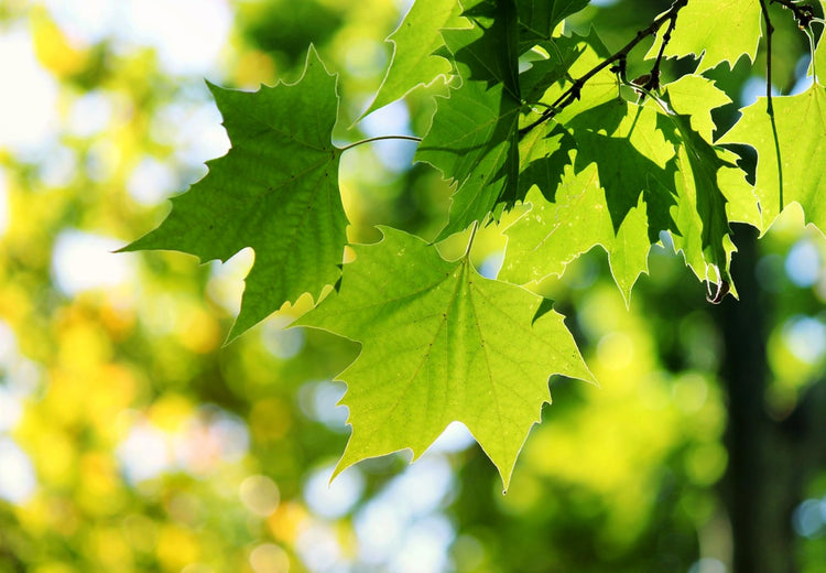 American Sycamore Tree | Live Plants | Platanus Occidentalis | Hardy, Fast|Growing, Shade Provider | Perfect for Landscaping and Outdoor Decor