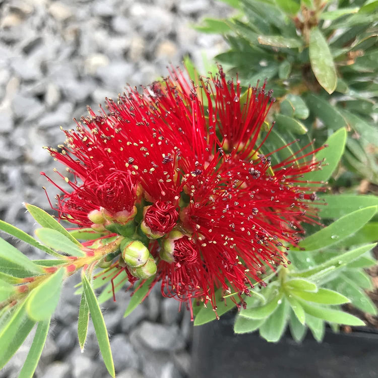Little John Dwarf Bottlebrush | Large Gallon Size Plant | Callistemon Compact Heavy Blooming Shrub