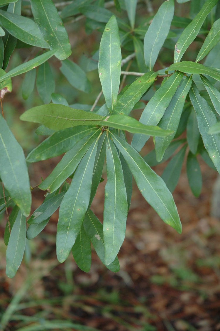 Laurel Oak Tree | Quercus Laurifolia Swamp Oak | Live Plants | Semi|Evergreen Deciduous Shade Tree