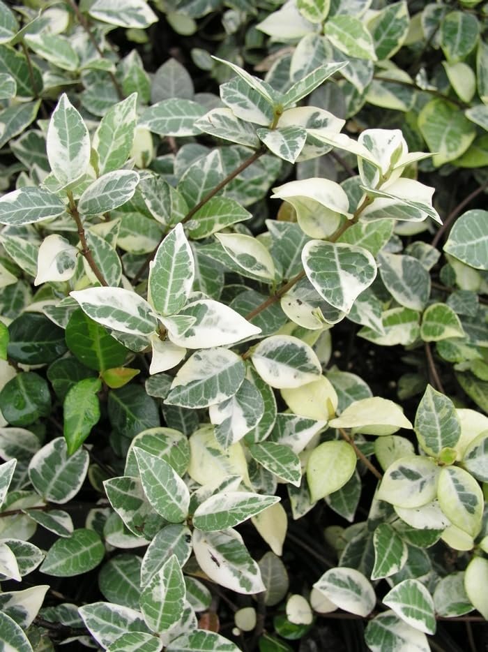 Variegated Jasmine Minima I Large Gallon Size Plant I Trachelospermum Asiaticum | Live Unique Two|Tone Foliage for Eye|Catching Landscapes, Low|Growing Ground Cover