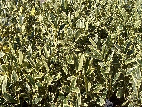 Ligustrum Japonicum Jack Frost Privet | Large Gallon Size Plants I Live Variegated, Fast|Growing, Evergreen Shrub for Stunning Ornamental Landscaping, Ideal for Privacy Hedges
