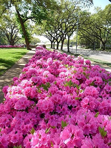 Azalea Southern Charm | Live Plants | Pink Flowering Rhododendron Shrub