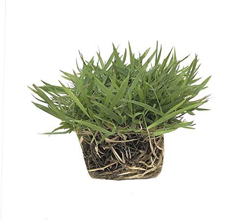 Florida Foliage Zoysia Sod Plugs | Large 3" x 3" Plugs | 18 Count Tray | Drought, Salt & Shade Tolerant Turf Grass