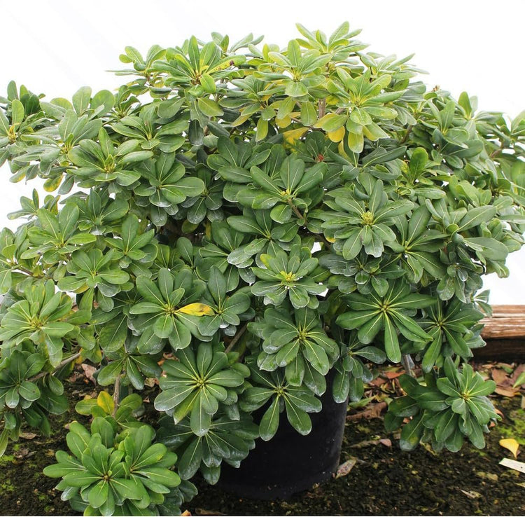 Pittosporum Green | Extra Large 3 Gallon Plants | Pittosporum Tobira | Lush Privacy Hedge | Easy|Care Landscape
