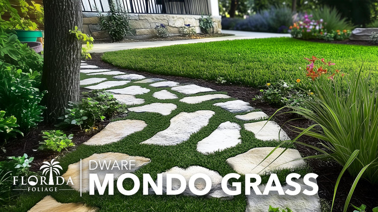 Dwarf Mondo Grass | Live Plants | Ophiopogon Japonicus Nana | Lush Ground Cover | Shade Loving Low Maintenance Garden Solution | Ideal for Landscaping and Borders | Hardy and Evergreen