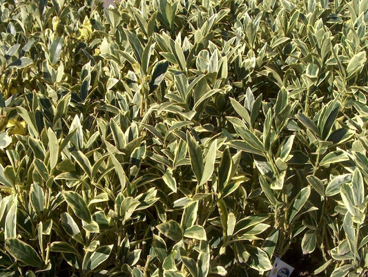 Ligustrum Jack Frost | Extra Large 3 Gallon Plants | Variegated Foliage | Ideal for Hedges and Borders | Decorative Outdoor Shrub
