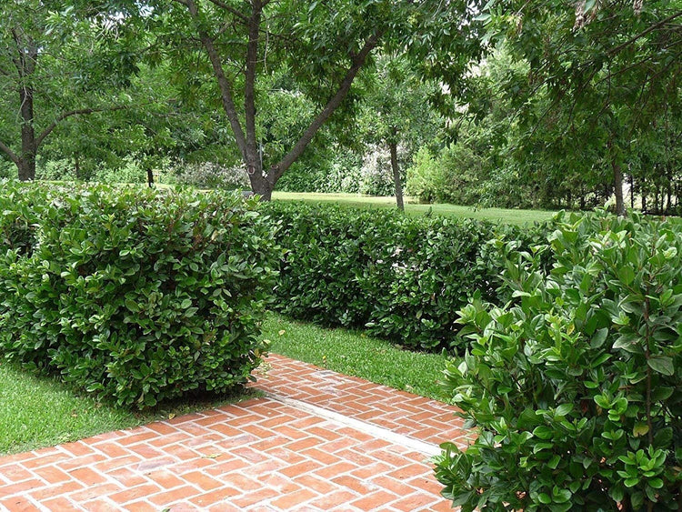 Viburnum Suspensum | Live Plants | Evergreen Privacy Hedge