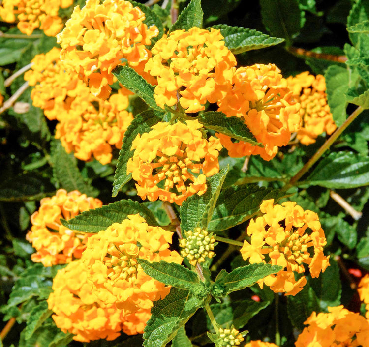 Lantana New Gold | Live Plants | Lantana Camara 'New Gold' | Yellow Ground Cover for Sun | Spreading Landscape Plants for Borders Slopes Containers Beds and Walkways