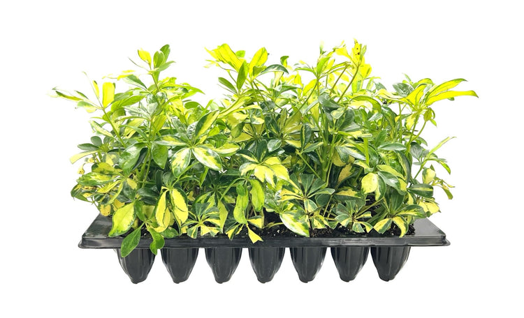 Arboricola Variegated Schefflera Trinette I Live Plants I Vibrant Green & Yellow Foliage, Easy-Care Indoor/Outdoor Plant, Air-Purifying, Ideal for Home