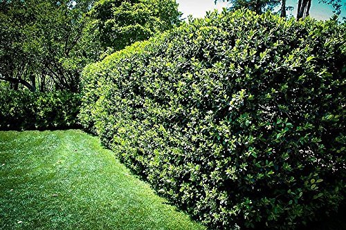 Nellie R. Stevens Holly | 40 Live Trees | Evergreen Privacy Screening Hedge Plants | Ilex
