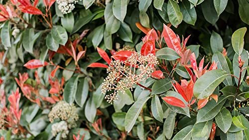 Photinia Red Tip | Extra Large 3 Gallon Plant | Photinia x Fraseri | Evergreen Landscape Hedge Shrub