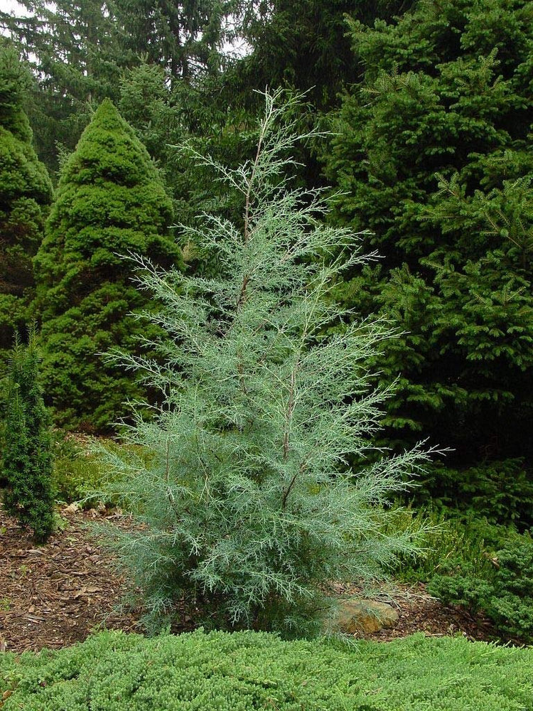 Carolina Sapphire Cypress Tree | Large Gallon Size Plant | Beautiful Evergreen Low Maintenance Cold Hardy Privacy Screen