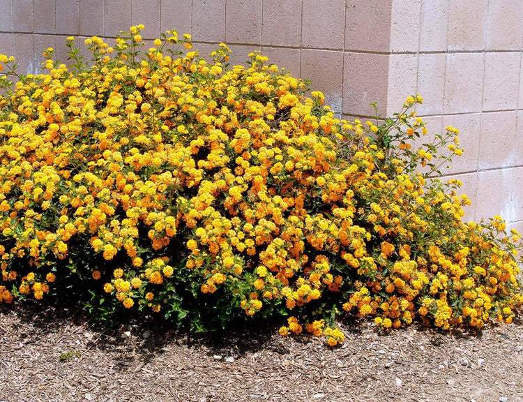 Lantana New Gold | Live Plants | Lantana Camara 'New Gold' | Yellow Ground Cover for Sun | Spreading Landscape Plants for Borders Slopes Containers Beds and Walkways