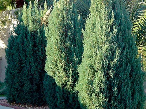 Blue Point Juniper | Live Trees | Juniperus Chinensis | Evergreen Screening Plant