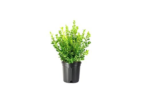 Japanese Boxwood | Extra Large 3 Gallon Plants | Dense & Evergreen Shrub, Ideal for Elegant Hedges, Topiary, Borders, and Landscape Design, Hardy & Drought Tolerant