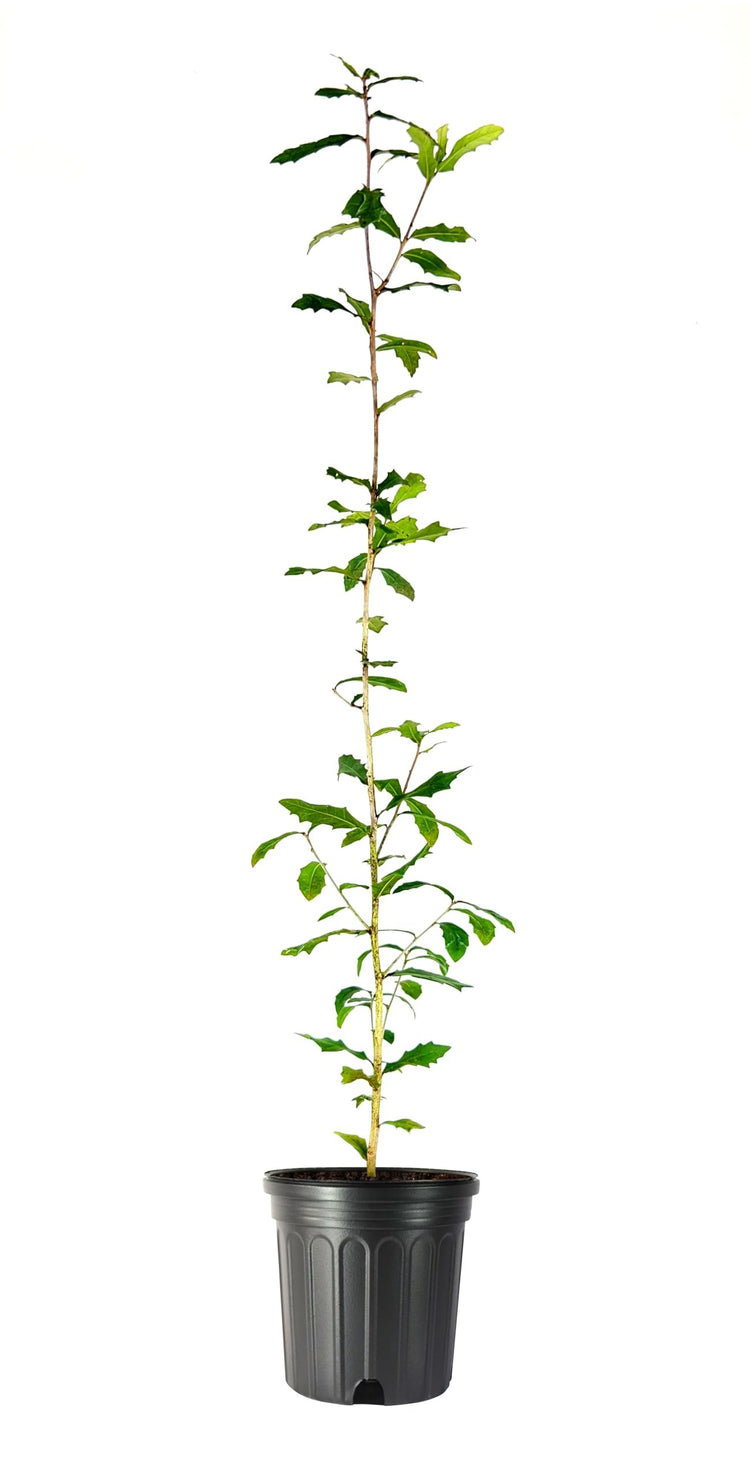 Southern Live Oak | Large Gallon Size Pot | Quercus Virginiana | Majestic Shade Tree for Landscaping | Long|Lived Native Evergreen Oak