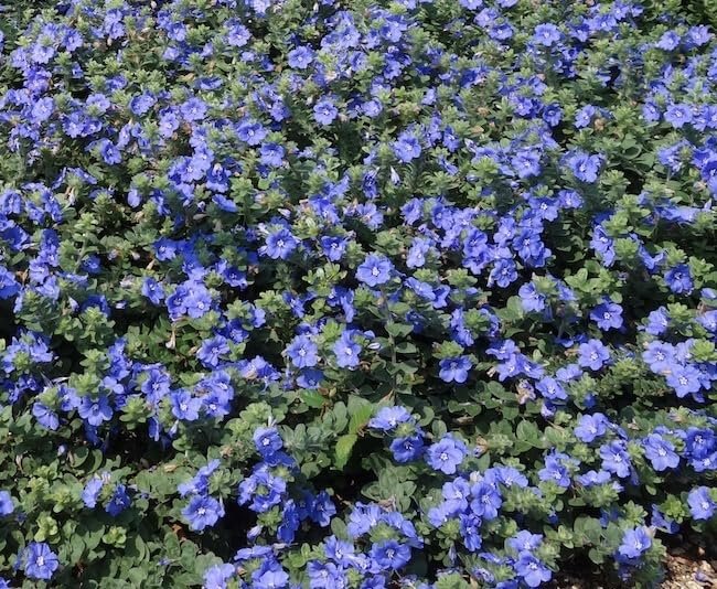 Beach Bum Blue I Large Gallon Size Plants I Evolvulus Glomeratus I Live Low|Maintenance, Drought|Resistant, Ideal for Coastal Gardens