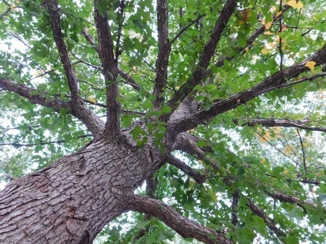 Overcup Oak Tree | Live Seedlings | Quercus Lyrata | Ideal for Landscaping & Shade | Long|Lasting & Resilient Plant