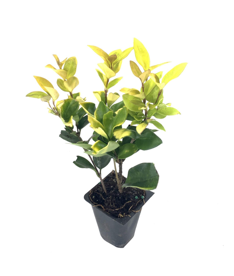 Ligustrum Japonicum Howardi - Live Plants - Privet Howardii - Variegated Evergreen Shrub