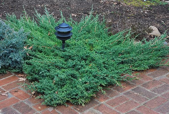 Procumbens Nana Juniper | Extra Large 3 Gallon Plants | Lush, Low|Growing Evergreen, Ideal for Ground Cover, Bonsai, Topiary, and Landscape Design, Hardy & Drought Resistant