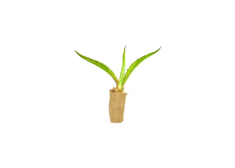 Agave Tequilana | Live Medium Size Plants | Blue Weber Tequila Succulent | Drought Tolerant Hardy Ornamental Specimen