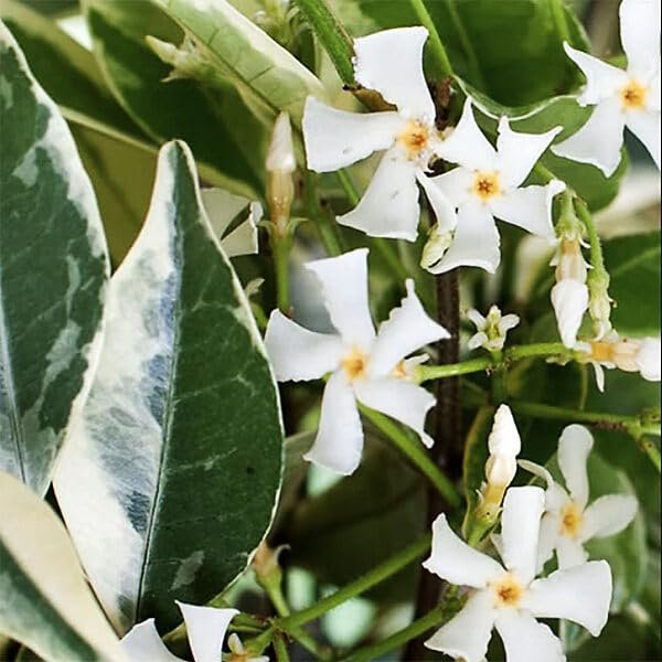 Variegated Confederate Jasmine | Extra Large 3 Gallon Plants | Trachelospermum jasminoides Variegata | Eye|Catching Climber | Perfect for Garden Walls and Trellises