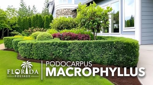 Podocarpus Macrophyllus | Extra Large 3 Gallon Plant | Japanese Yew | Low Maintenance Live Evergreen Privacy Hedge Shrub