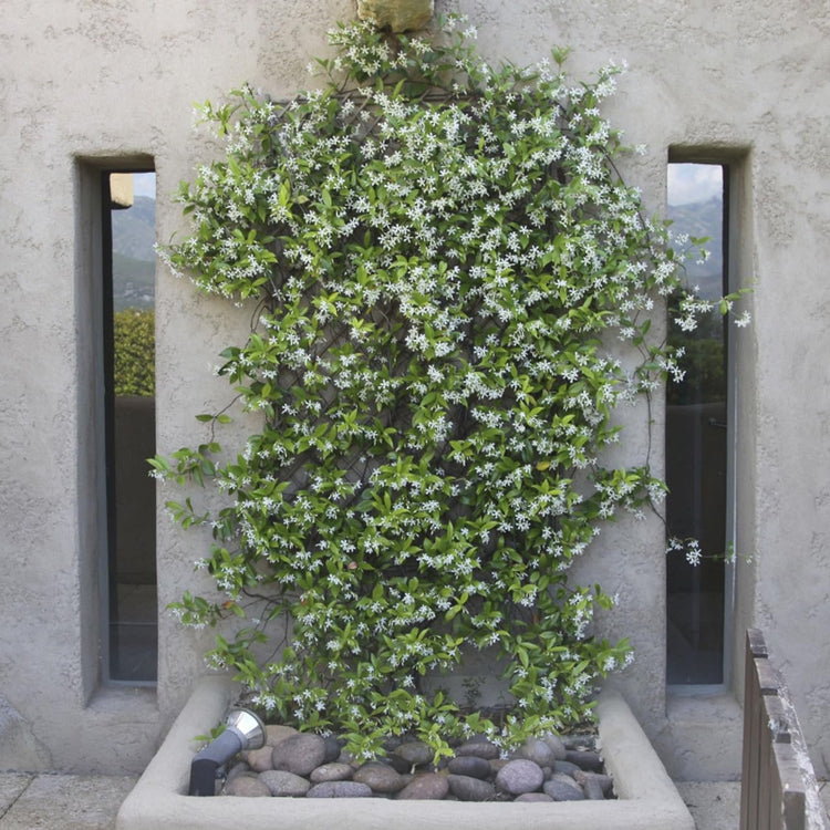 Star Confederate Jasmine I 2 Large Gallon Size Plants I Trachelospermum Jasminoides I Live Fragrant White Star-Shaped Flowers, Perfect for Trellises, Fences, and Arbors