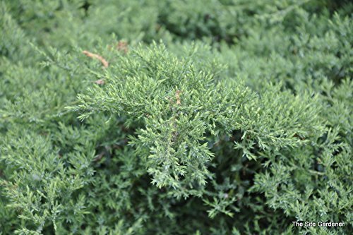 Nicks Compacta Juniper | 30 Live Plants | Drought Tolerant Cold Hardy Evergreen