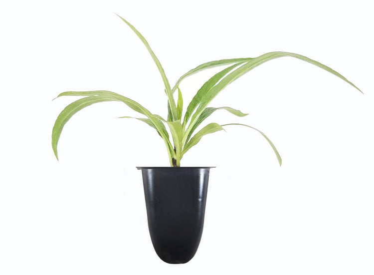 Katie's Dwarf Mexican Petunia White | Live Plants | Ruellia brittoniana | Compact Flowering Perennial | Low Growing Pollinator Favorite for Walkways Borders Containers Landscaping